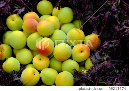 梅干製作、南光梅和紅紫蘇 96213674