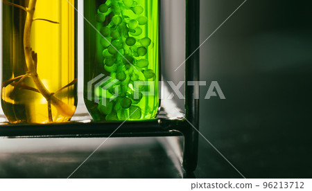 Algae fuel biofuel industry lab researching for alternative to fossil algae fuel or algal biofuel. Algae fuel biofuel industry lab researching for alternative to fossil algae fuel or algal biofuel. 96213712