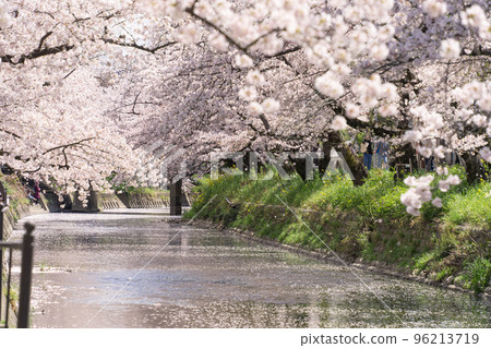 Cherry blossoms on the Gojo River in Iwakura City, Aichi Prefecture 96213719