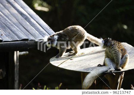 小丑狐猴 96213747