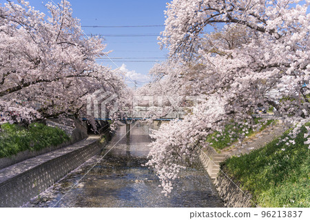 愛知縣岩倉市五條川的櫻花 96213837