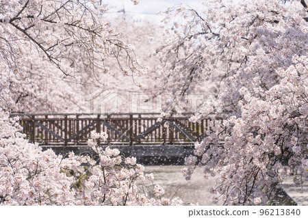 Cherry blossoms on the Gojo River in Iwakura City, Aichi Prefecture 96213840