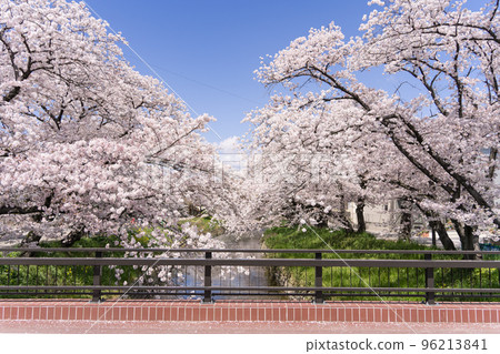 愛知縣岩倉市五條川的櫻花 愛知縣岩倉市五條川的櫻花 96213841