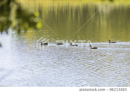 Swimming in a pond Swimming in a pond 96213883