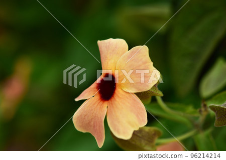 桑葚橙花 桑葚橙花 96214214