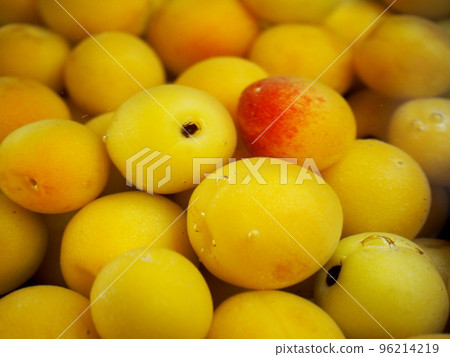 Umeboshi making / soaking in water to remove harshness from ume Umeboshi making / soaking in water to remove harshness from ume 96214219