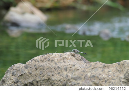 一隻蜻蜓棲息在河石上 一隻蜻蜓棲息在河石上 96214232