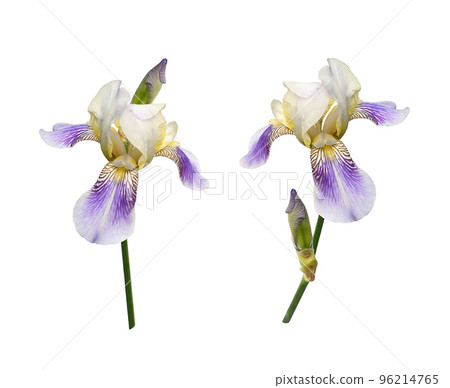 Set of purple iris flowers isolated Set of purple iris flowers isolated 96214765