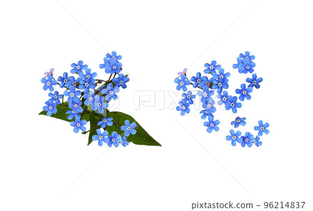 Set of blue forget-me-not (Brunnera) flowers isolated 96214837