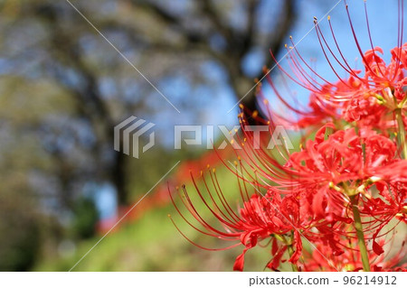 Cluster amaryllis blooming on the river bank 96214912