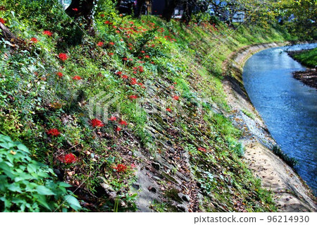 Cluster amaryllis blooming on the river bank 96214930