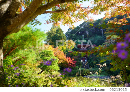 Kizugawa City, Kyoto Prefecture, Joruriji Temple in autumn, three-storied pagoda in autumn leaves 96215015