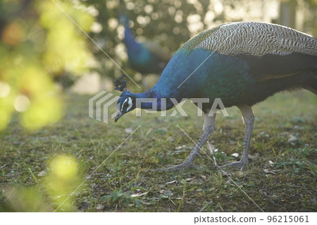 Peacock walking Peacock walking 96215061