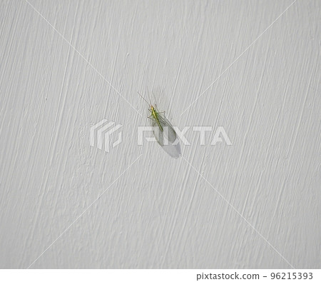 Insect with green transparent mesh wings on a gray background. Lacewing (lat. Chrysopidae) is an insect from the family of lacewing insects (Neuroptera). Known since the time of the dinosaurs. Insect with green transparent mesh wings on a gray background. Lacewing (lat. Chrysopidae) is an insect from the family of lacewing insects (Neuroptera). Known since the time of the dinosaurs. 96215393
