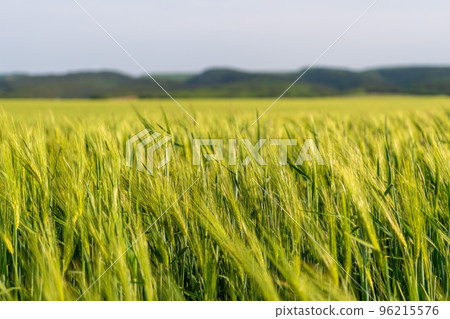 Green wheat field in countryside, close up. Field of wheat blowing in the wind at sunny spring day. Young and green Spikelets. Ears of barley crop in nature. Agronomy, industry and food production. 96215576