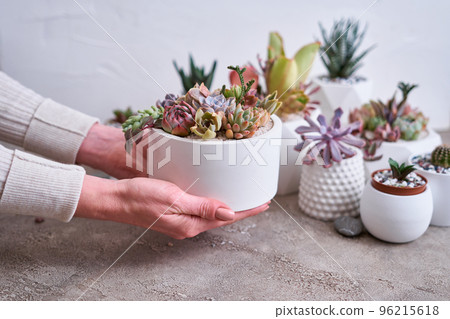 pots with groups of houseplants on concrete table - Echeveria and Pachyveria opalina Succulents 96215618
