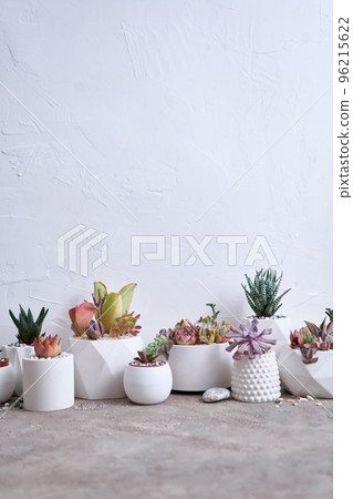 pots with groups of houseplants on concrete table - Echeveria and Pachyveria opalina Succulents pots with groups of houseplants on concrete table - Echeveria and Pachyveria opalina Succulents 96215622
