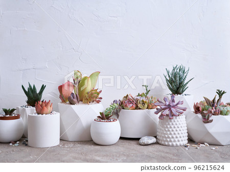 pots with groups of houseplants on concrete table - Echeveria and Pachyveria opalina Succulents 96215624