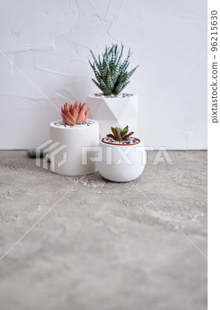 pots with groups of houseplants on concrete table - Echeveria and Pachyveria opalina Succulents 96215630