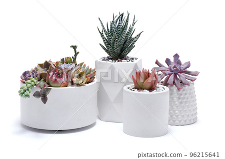 pots with groups of houseplants on white background - Echeveria and Pachyveria opalina Succulents 96215641