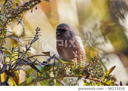 紅嘴雀在秋天的草地上停下來吃一棵黃花菜 96215836