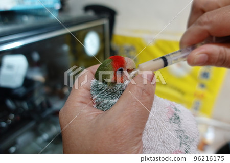 force feeding 96216175