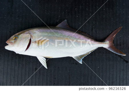 Freshly caught amberjack 96216326