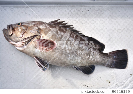 新鮮捕獲的大石斑魚 新鮮捕獲的大石斑魚 96216359