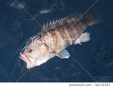 浮動石斑魚 浮動石斑魚 96216361