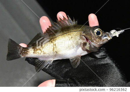 手掌上的石斑魚 96216362