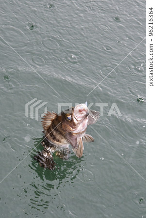 海面上的石斑魚 海面上的石斑魚 96216364