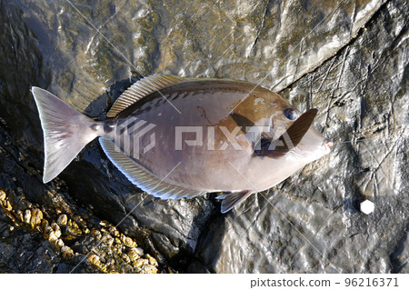Freshly-caught Nizadai Freshly-caught Nizadai 96216371