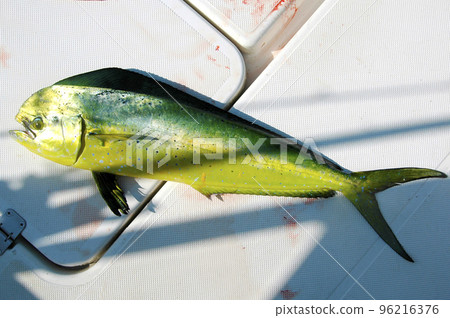 新鮮捕獲的海豚魚 新鮮捕獲的海豚魚 96216376