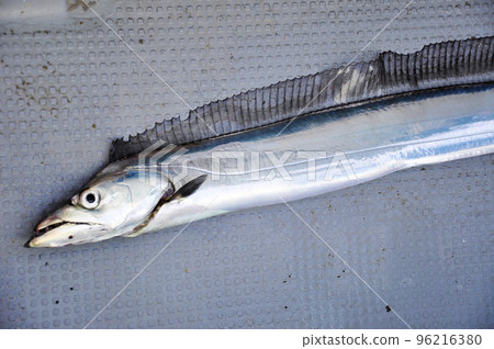 Freshly caught hairtail 96216380