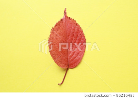 Autumn leaves fallen leaves Autumn leaves fallen leaves 96216485