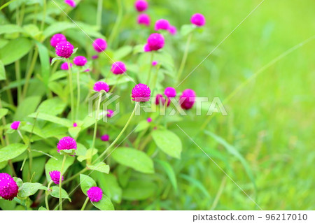 Sennichikou花 96217010