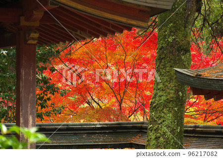 神光寺秋葉在陵墓上空 神光寺秋葉在陵墓上空 96217082