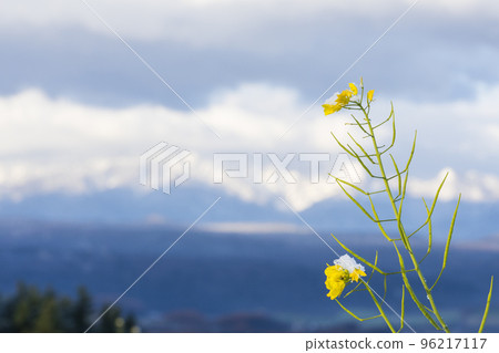 Kikarashi blooming in winter Kikarashi blooming in winter 96217117