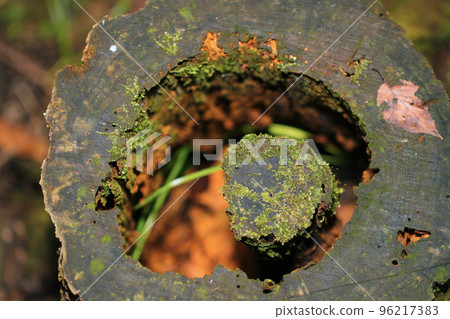 In the mountains in autumn, a stump that has decayed with fallen leaves has weathered and created an interesting appearance like a donut. 96217383
