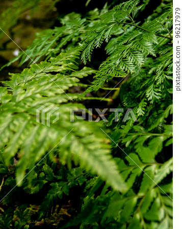 Leaves of Davallia denticulata polynesia Fern as green background Leaves of Davallia denticulata polynesia Fern as green background 96217979