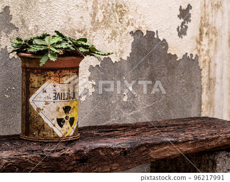 Euphorbia decaryi in the old package of radioactive material Euphorbia decaryi in the old package of radioactive material 96217991
