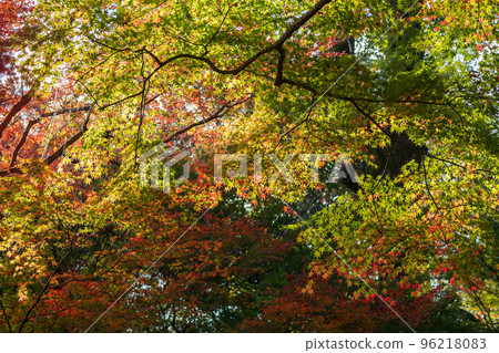 Fall foliage in the precincts of Daikozenji Temple in Saga Prefecture Fall foliage in the precincts of Daikozenji Temple in Saga Prefecture 96218083