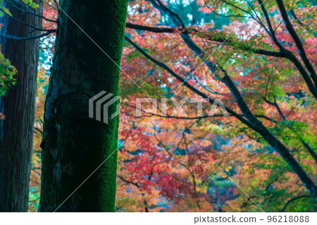 佐賀縣大光禪寺境內的紅葉 96218088