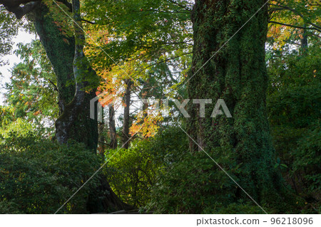 Fall foliage in the precincts of Daikozenji Temple in Saga Prefecture 96218096