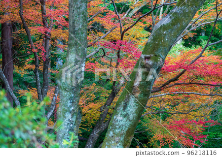 Fall foliage in the precincts of Daikozenji Temple in Saga Prefecture Fall foliage in the precincts of Daikozenji Temple in Saga Prefecture 96218116