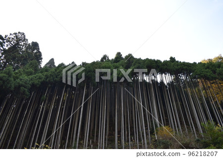 A group of Kitayama cedar trees stretching into the sky A group of Kitayama cedar trees stretching into the sky 96218207