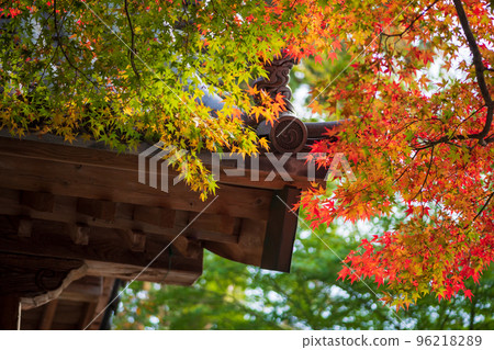 Fall foliage in the precincts of Daikozenji Temple in Saga Prefecture 96218289