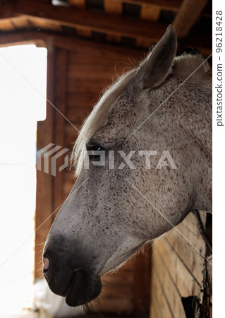 A horse in a stall, the head of a gray horse, close-up. Portrait 96218428