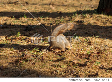 A fluffy squirrel buries nuts in a clearing. 96218451