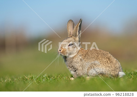 Rabbit or hare while in grass in autumn time Rabbit or hare while in grass in autumn time 96218828
